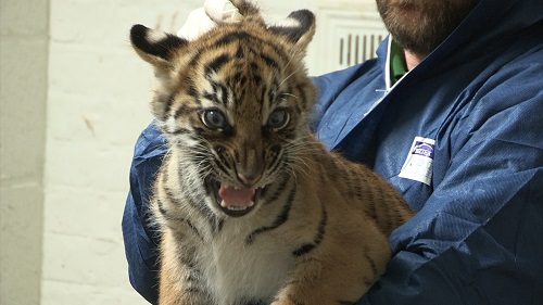 Tiger cub 10