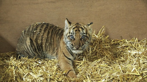tiger cub 30