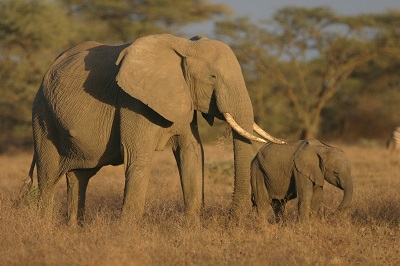 african-elephants-czsl